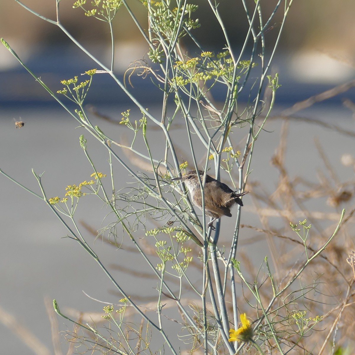 Bewick's Wren - ML622151052