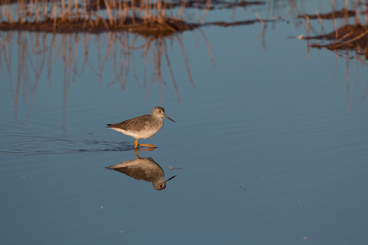 Greater Yellowlegs - ML622151053