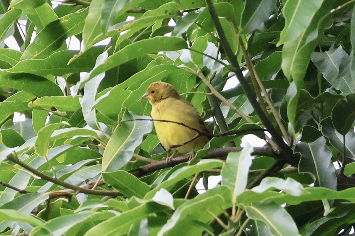 Saffron Finch - ML622151054