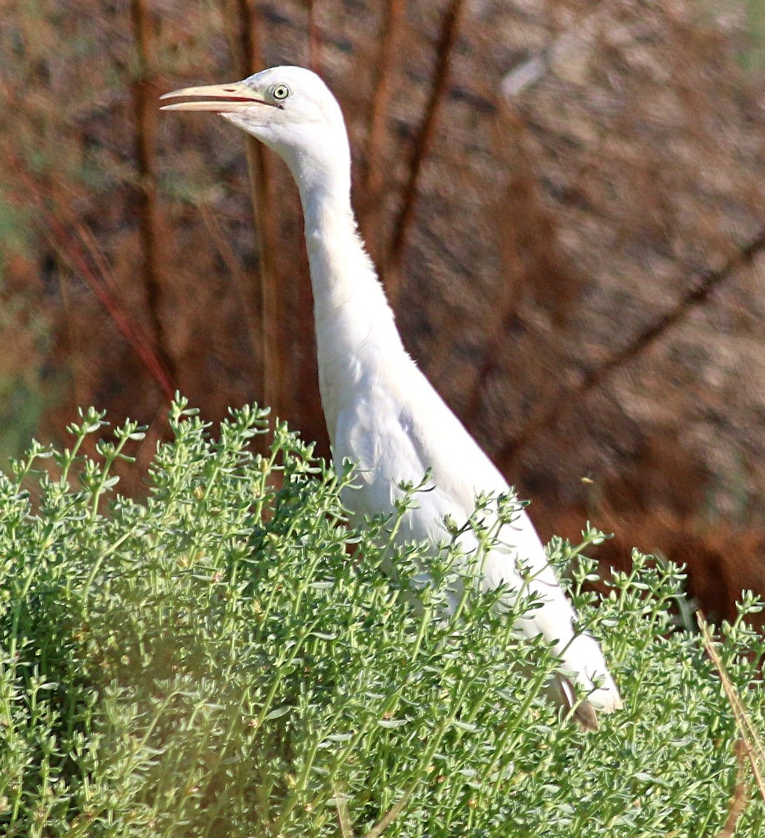 Египетская цапля (ibis) - ML622151078