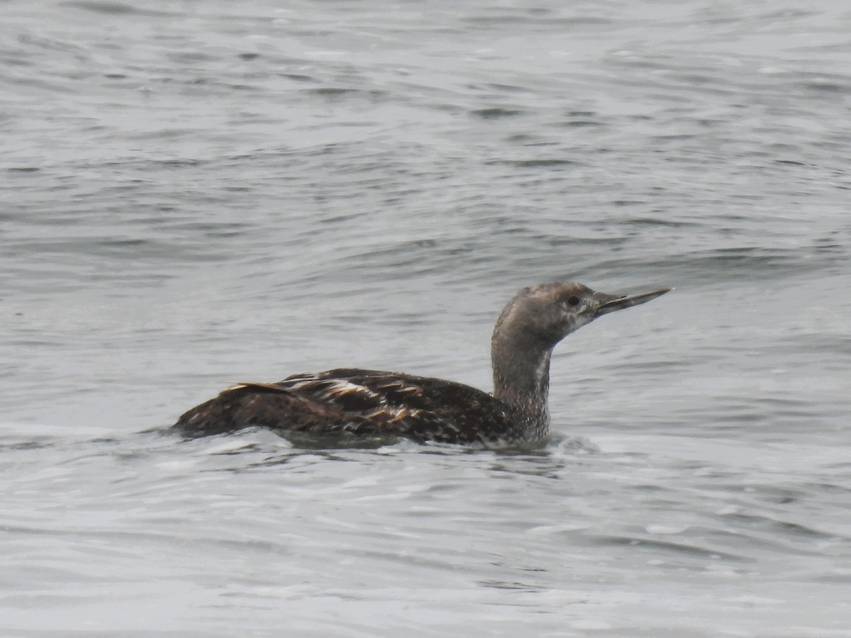 Red-throated Loon - Tina Toth