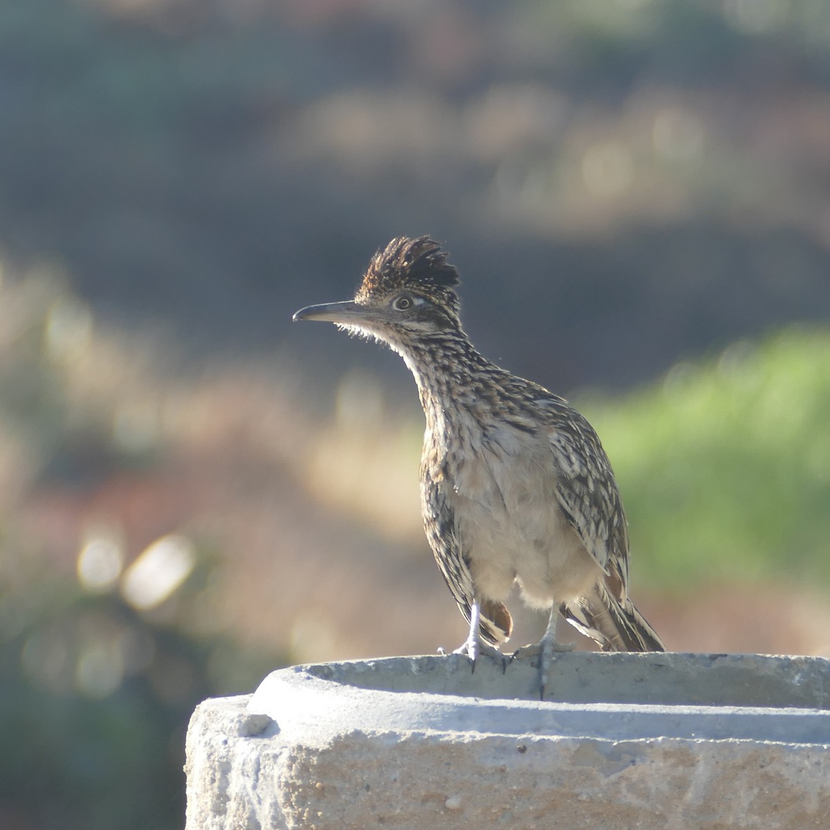 Greater Roadrunner - ML622151098