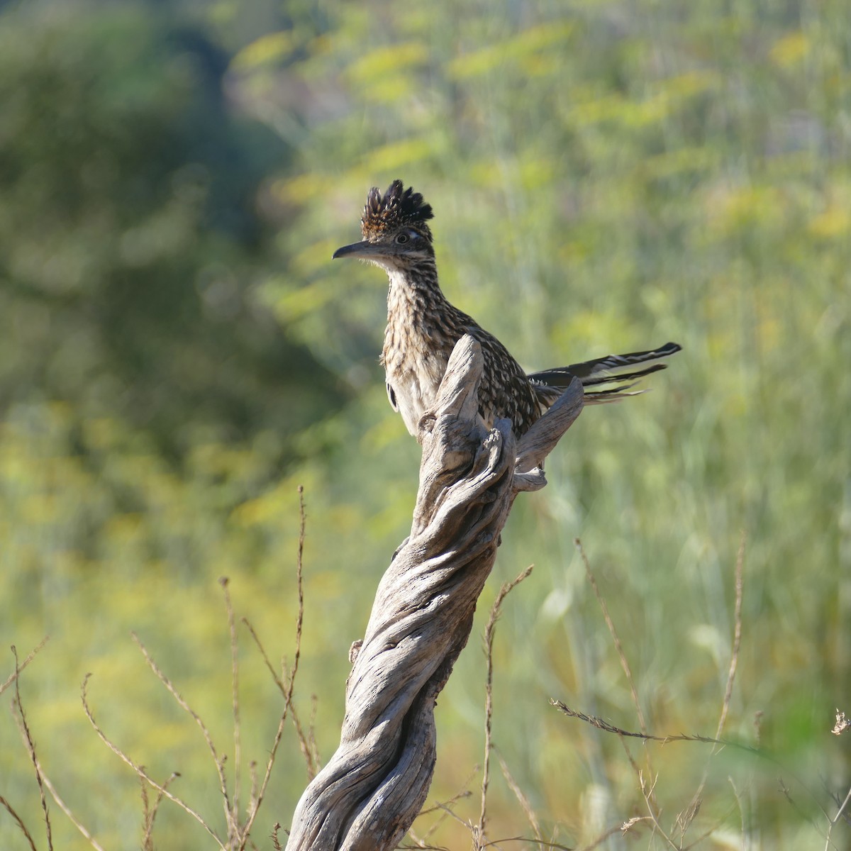 Greater Roadrunner - ML622151104