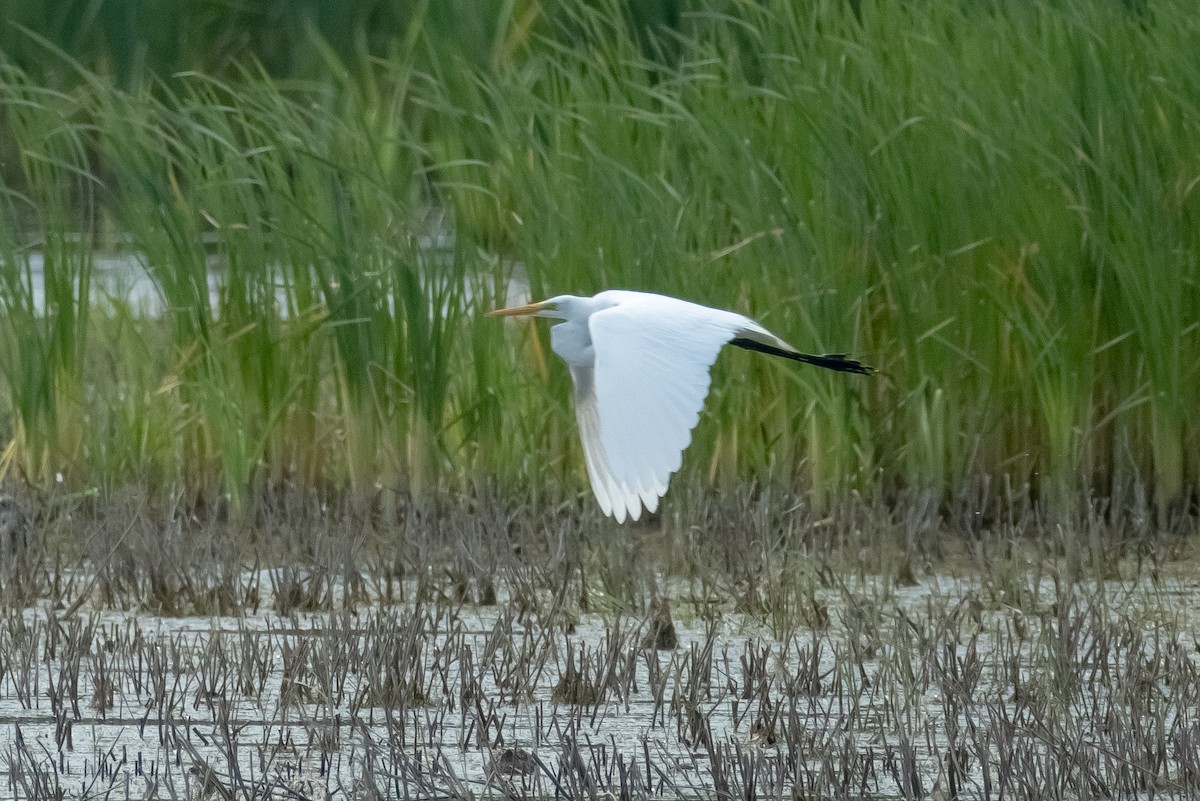 Great Egret - Rick Hughes