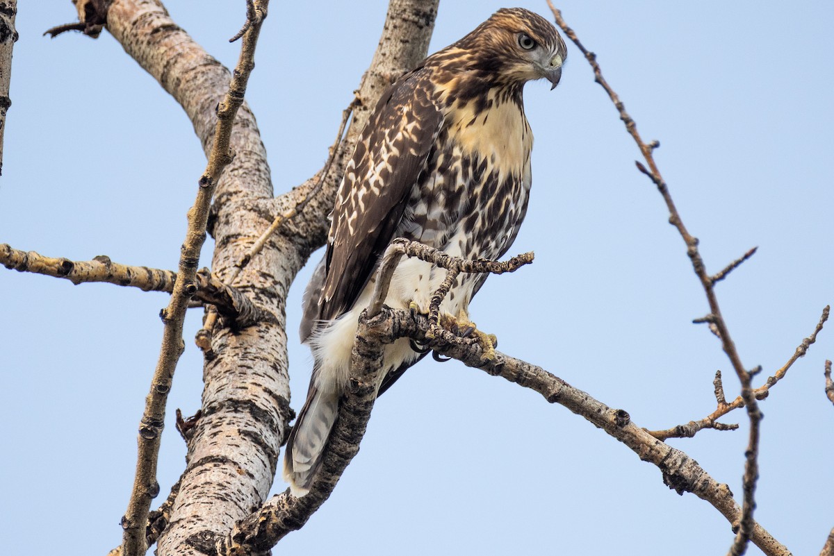 Red-tailed Hawk - ML622151108