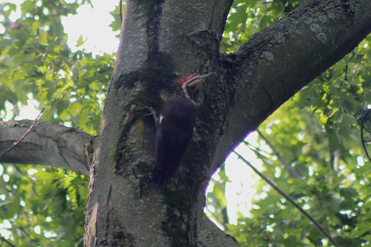 Pileated Woodpecker - ML622151124