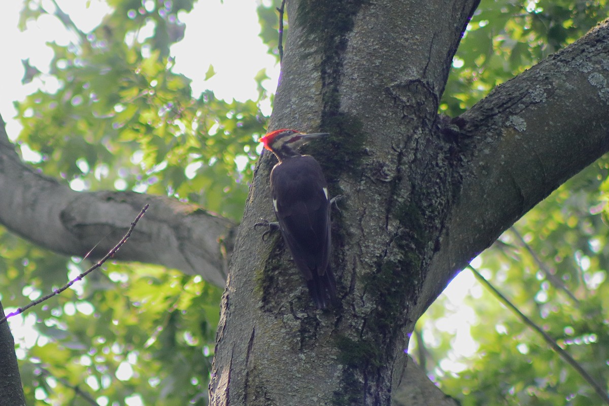 Pileated Woodpecker - ML622151126