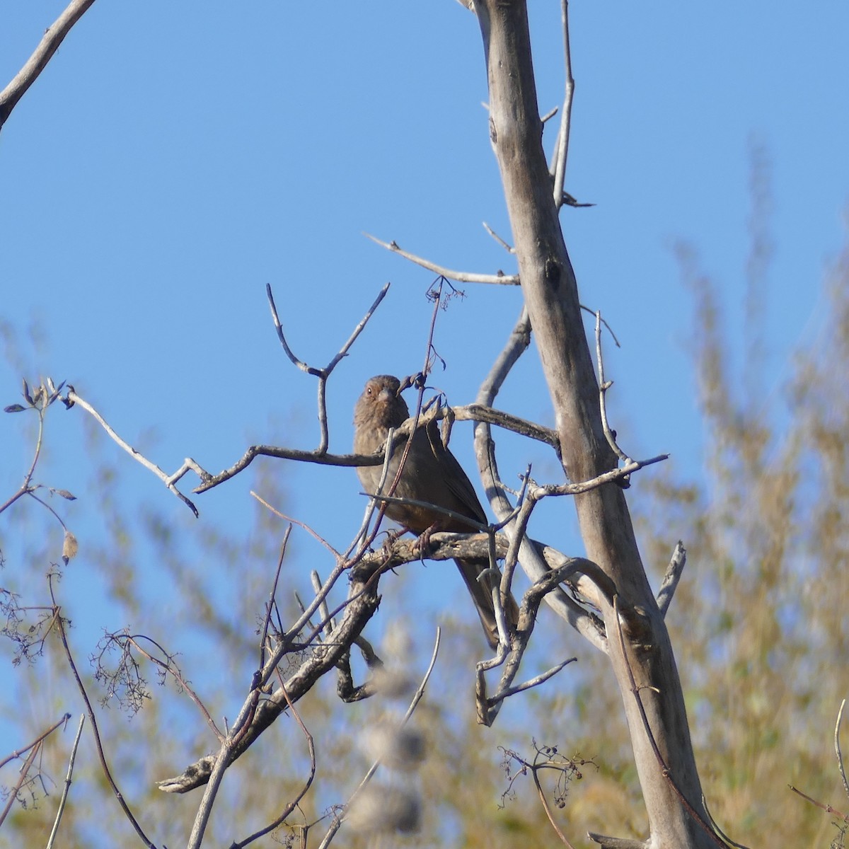 California Towhee - ML622151135