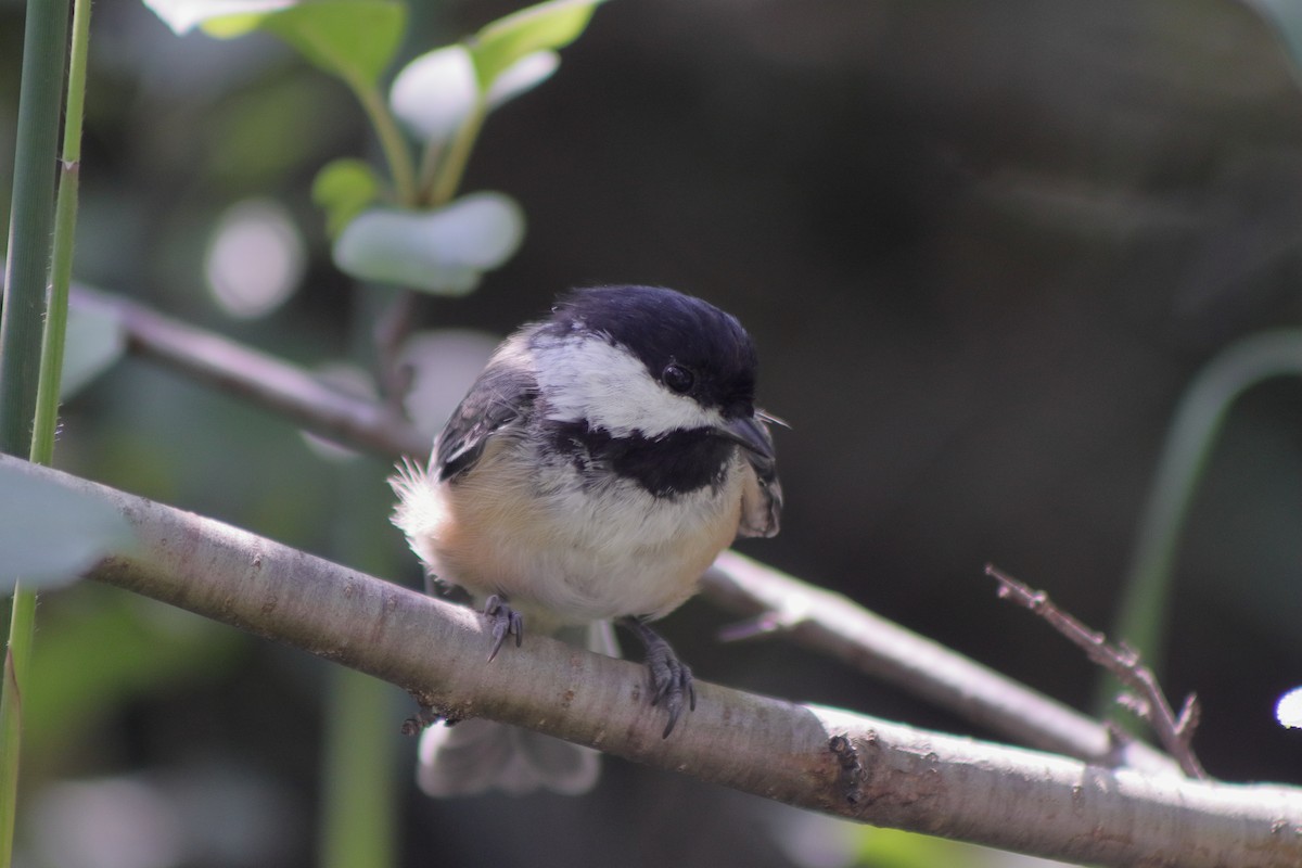 Black-capped Chickadee - ML622151146