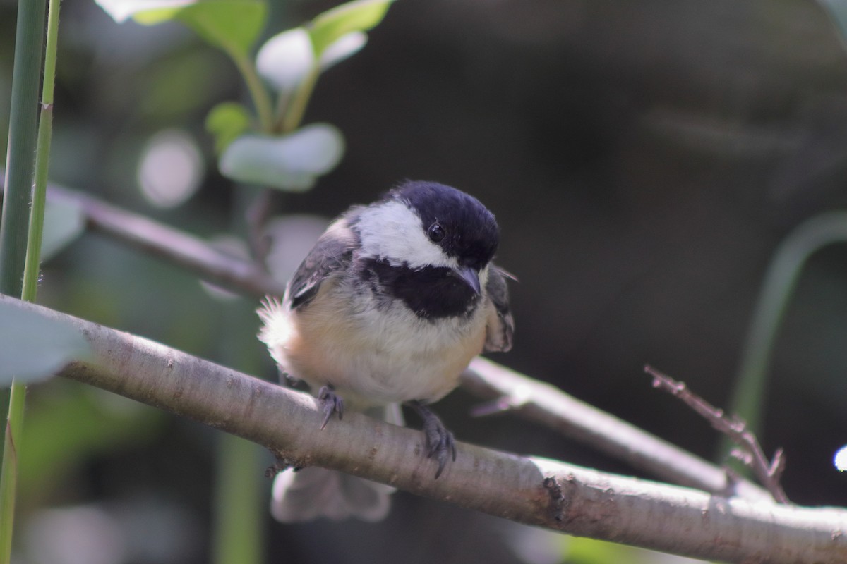 Black-capped Chickadee - Cory Ruchlin