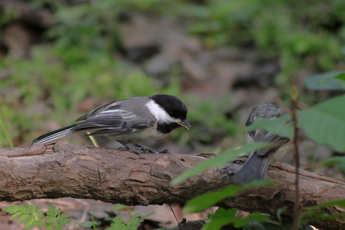 Black-capped Chickadee - ML622151150