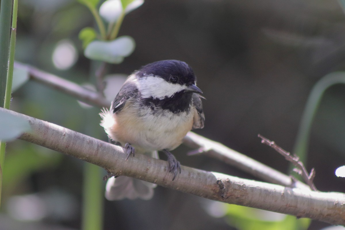 Black-capped Chickadee - ML622151151