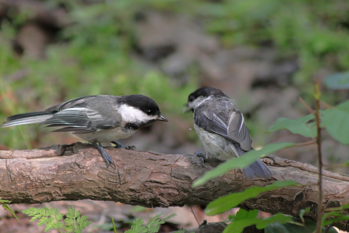 Black-capped Chickadee - ML622151152