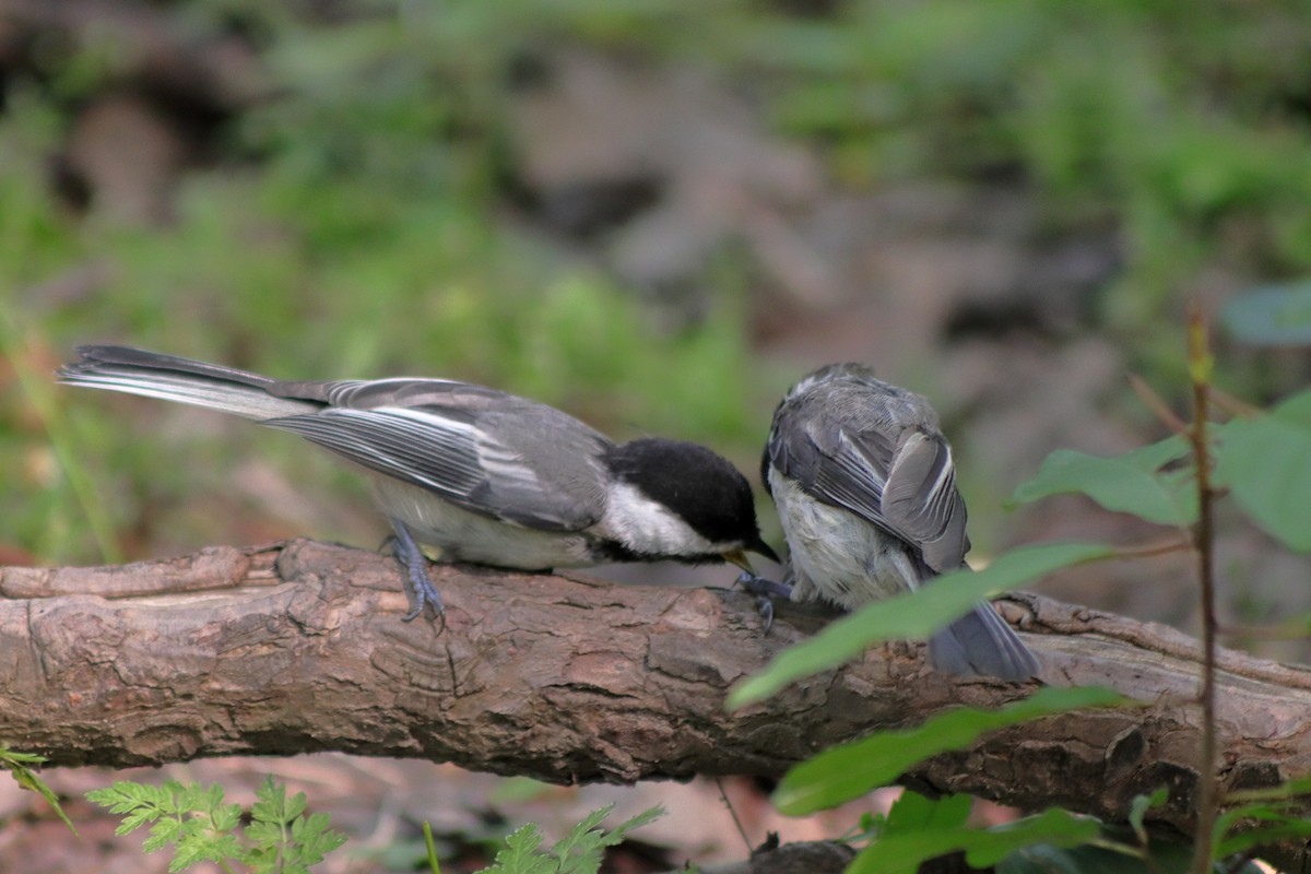 Black-capped Chickadee - ML622151153