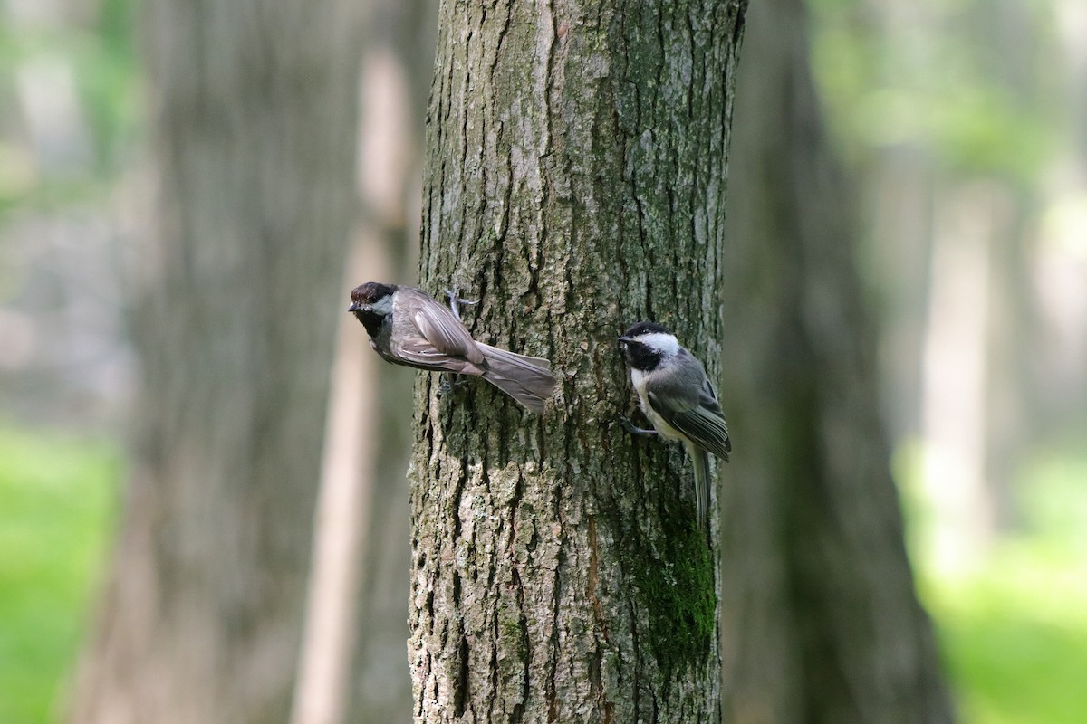 Black-capped Chickadee - ML622151156