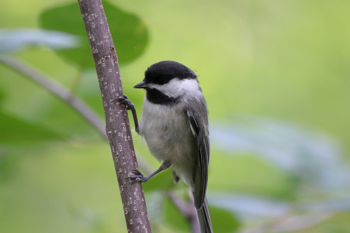 Black-capped Chickadee - ML622151157