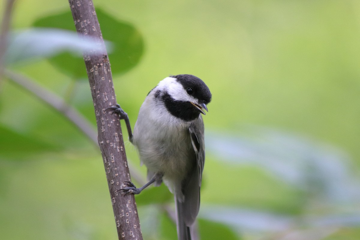 Black-capped Chickadee - ML622151158