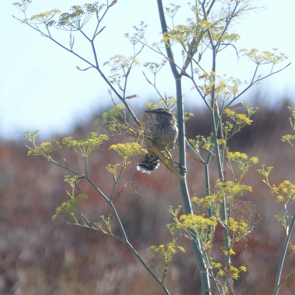 Cactus Wren - ML622151167