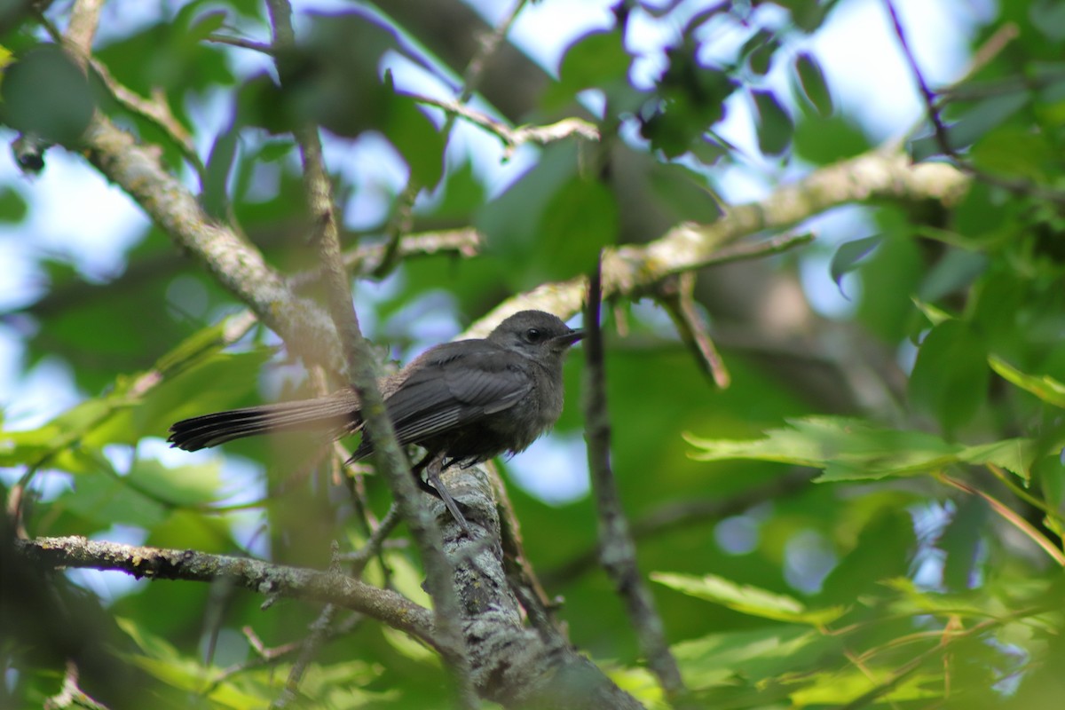 Gray Catbird - ML622151214