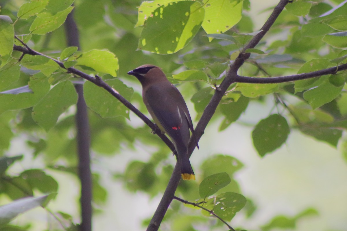 Cedar Waxwing - ML622151215