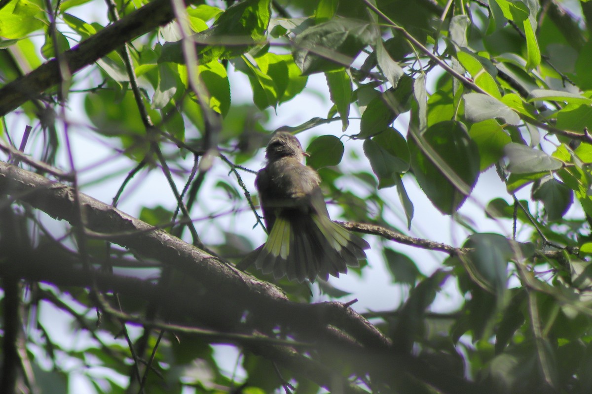 American Redstart - ML622151220