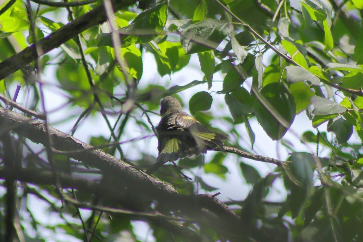 American Redstart - ML622151221