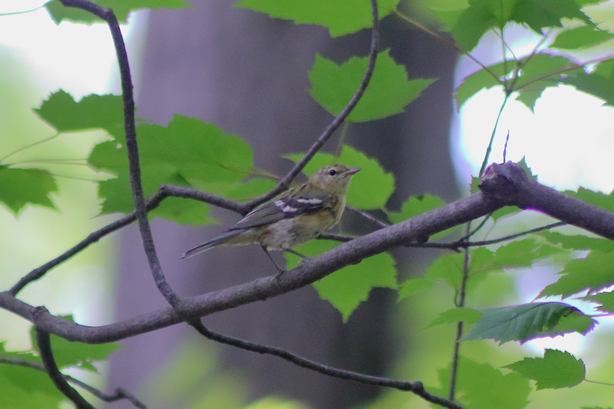 Bay-breasted Warbler - ML622151232