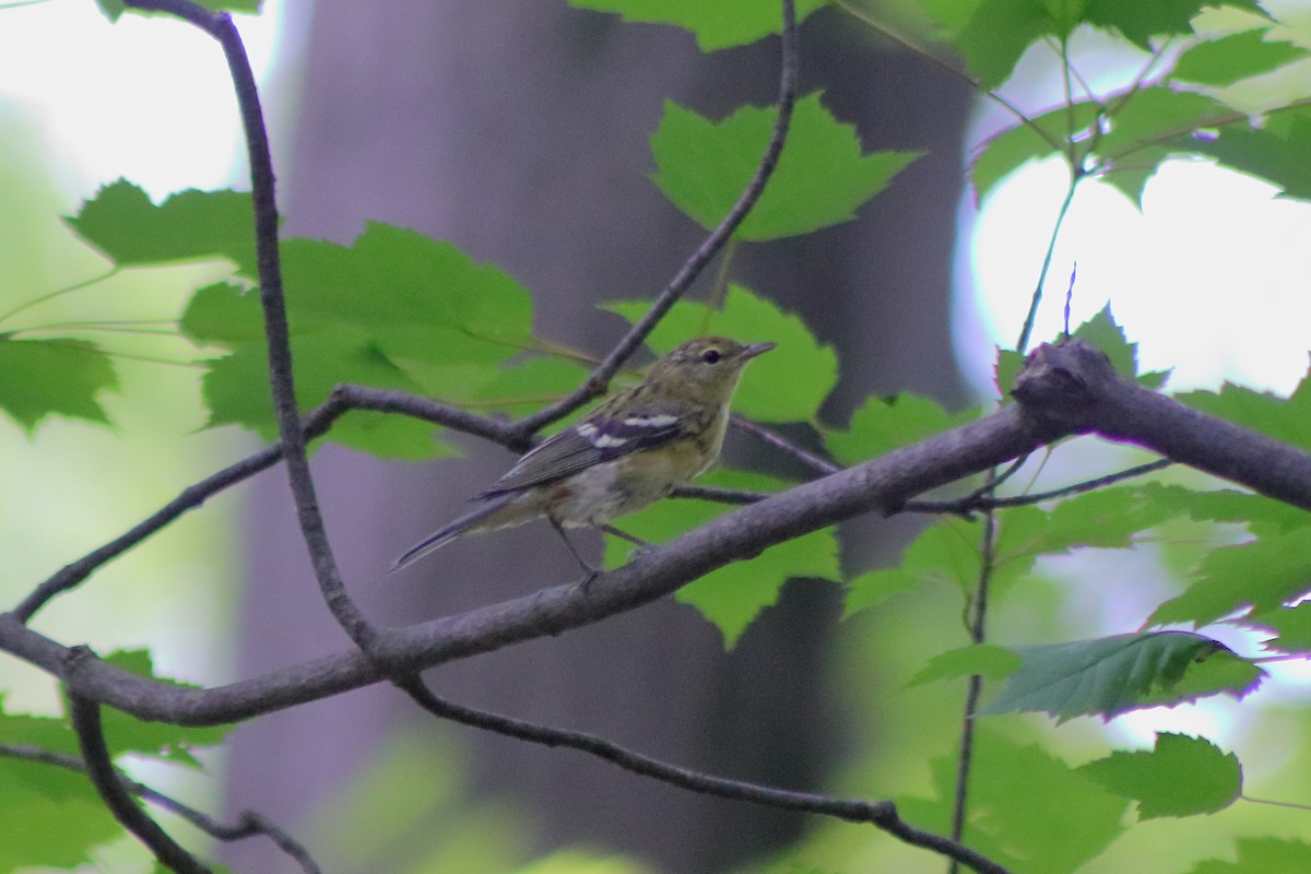 Bay-breasted Warbler - ML622151233