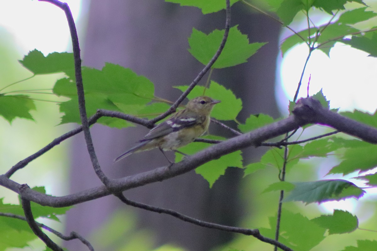 Bay-breasted Warbler - ML622151234