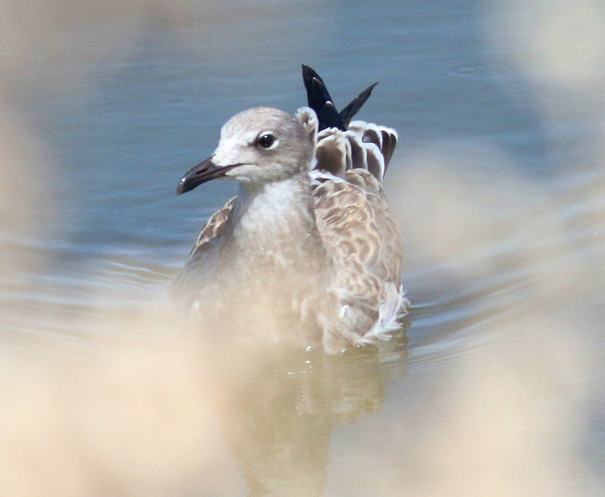 Laughing Gull - Charity Hagen