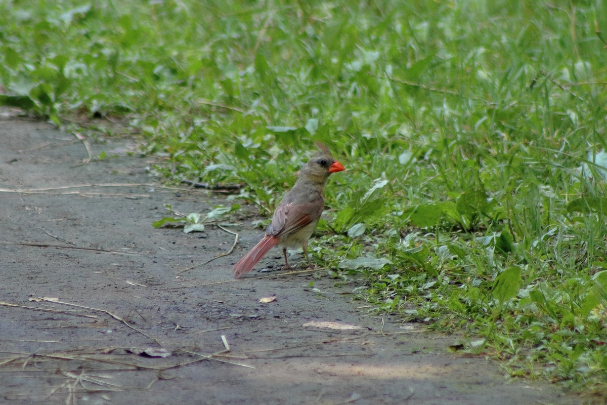 Northern Cardinal - ML622151239