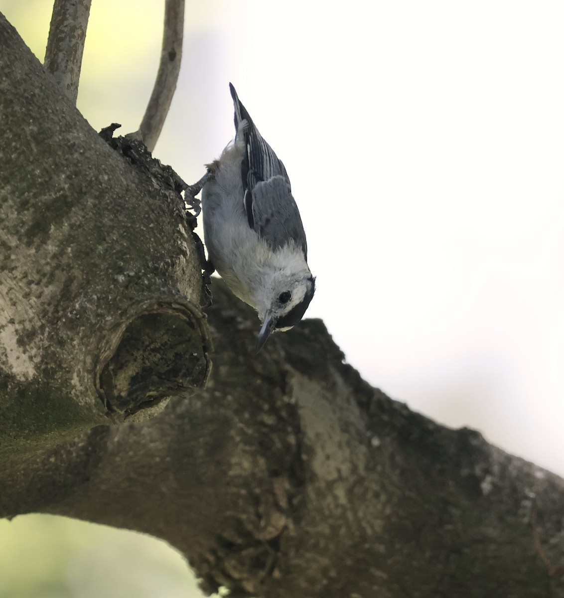 White-breasted Nuthatch - Margaret Brown