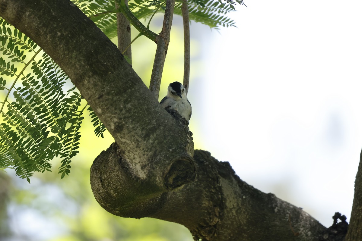 White-breasted Nuthatch - Margaret Brown