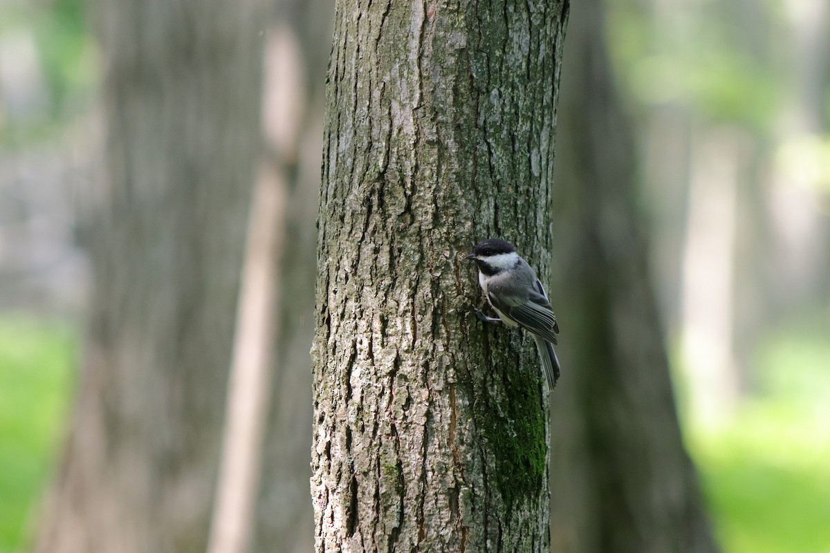 Black-capped Chickadee - Cory Ruchlin