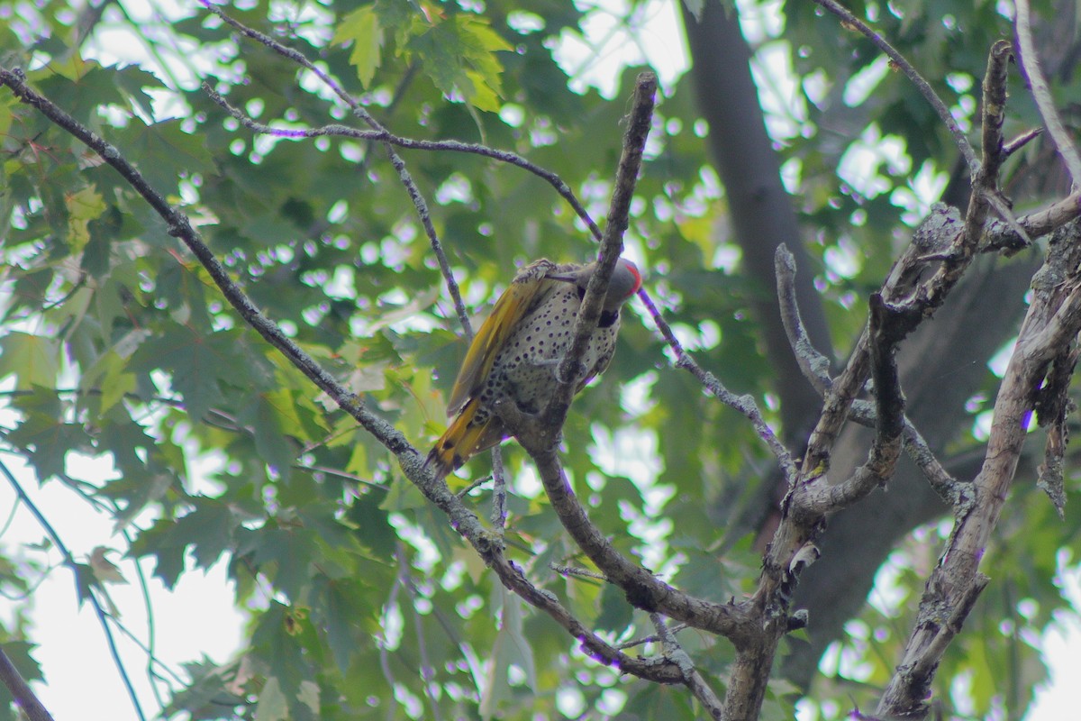 Northern Flicker - ML622151331