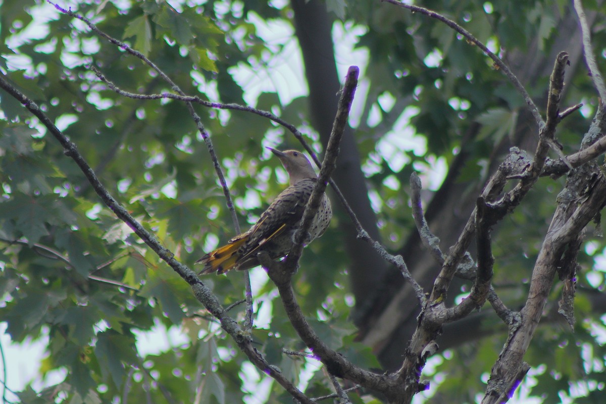 Northern Flicker - ML622151332