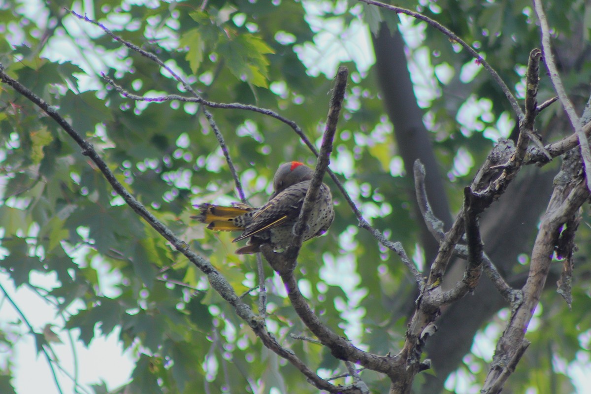 Northern Flicker - ML622151333