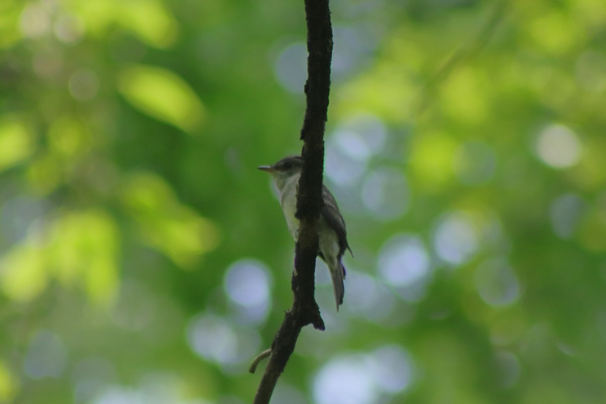 Eastern Wood-Pewee - ML622151334