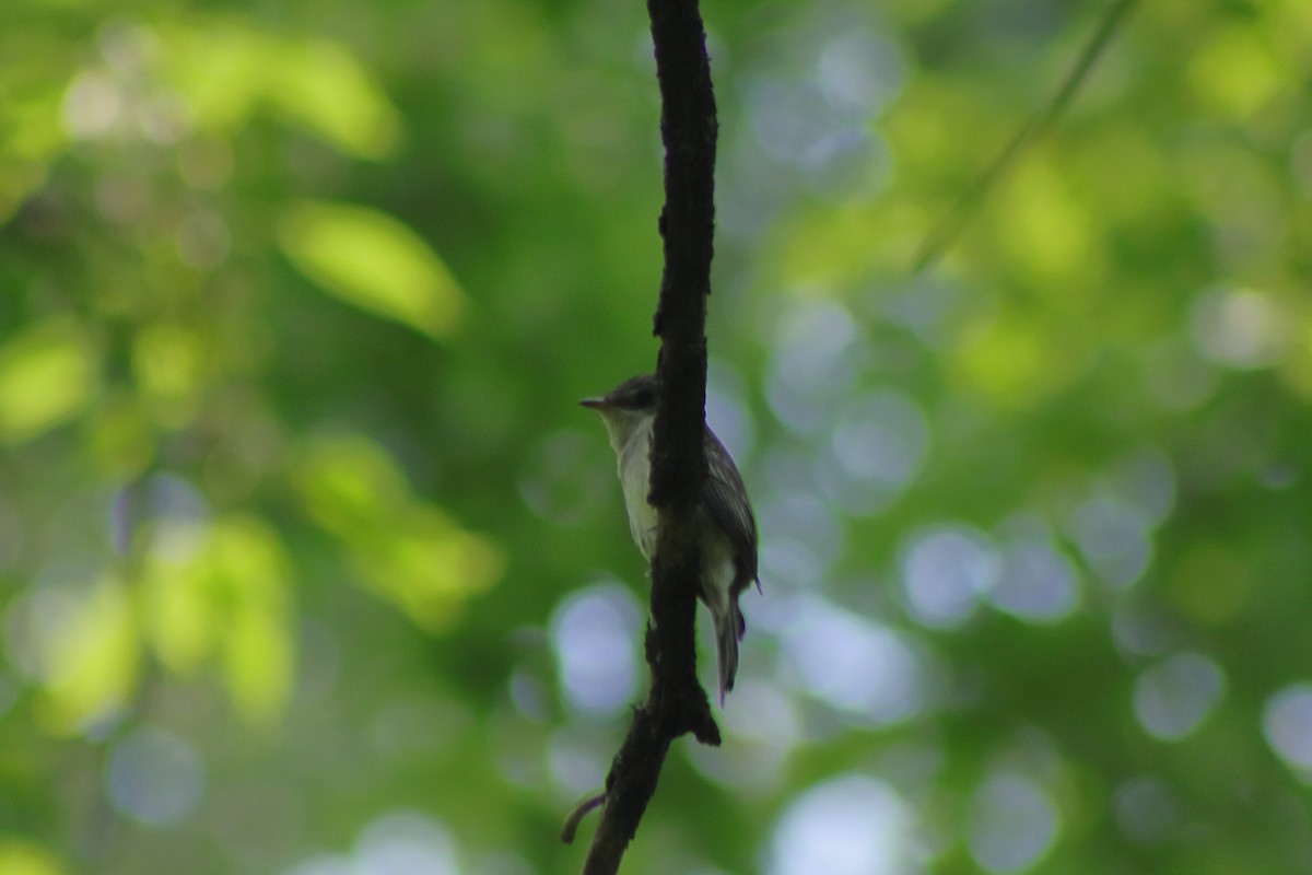 Eastern Wood-Pewee - ML622151335