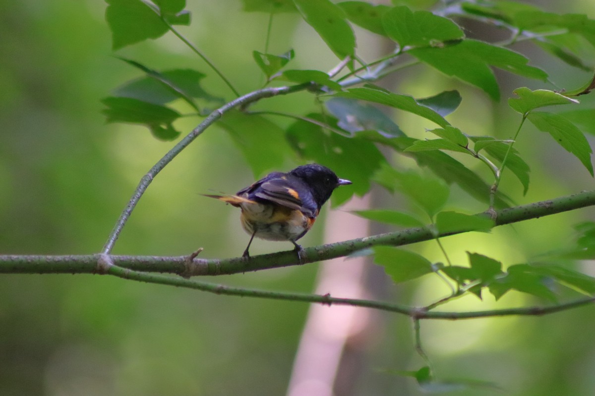 American Redstart - ML622151341