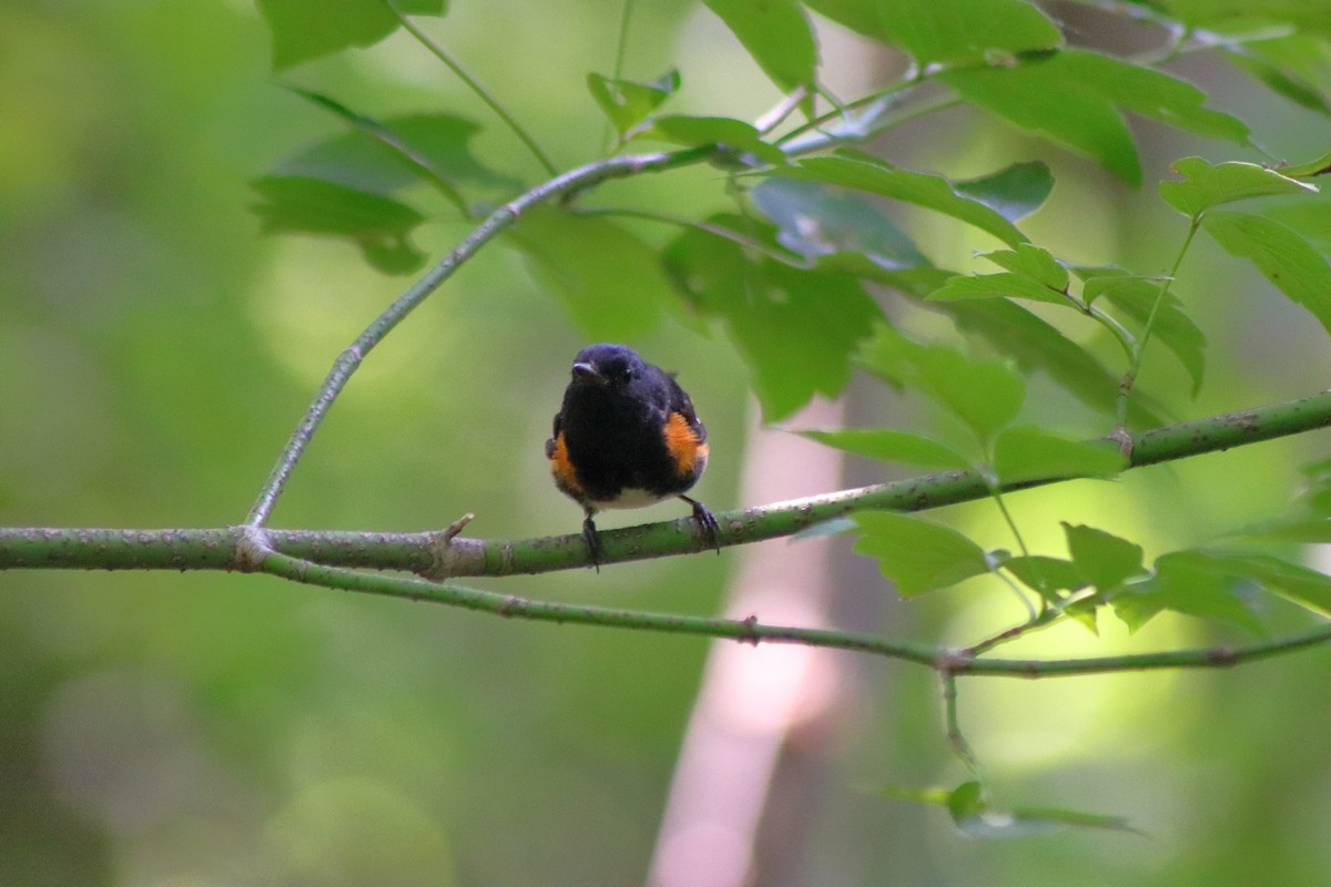 American Redstart - ML622151342