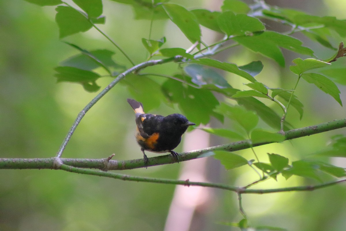 American Redstart - ML622151343