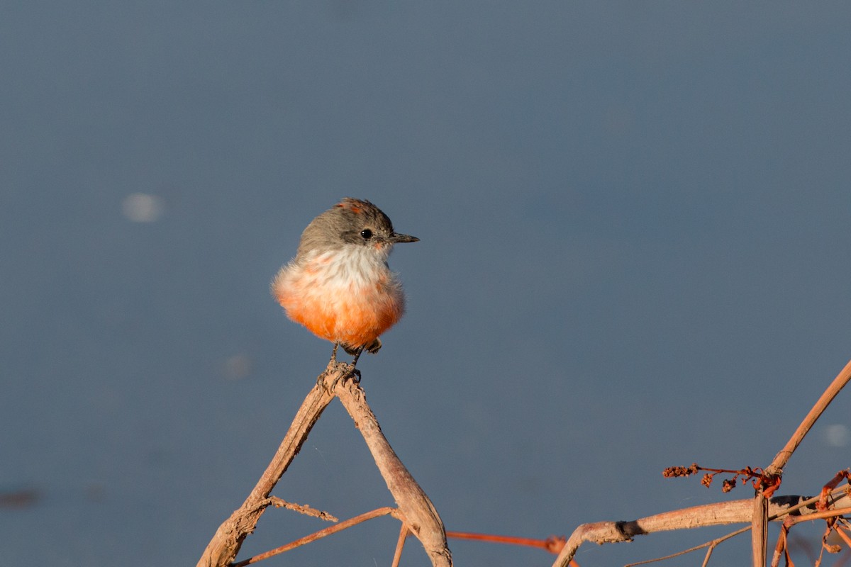 Vermilion Flycatcher - ML622151344