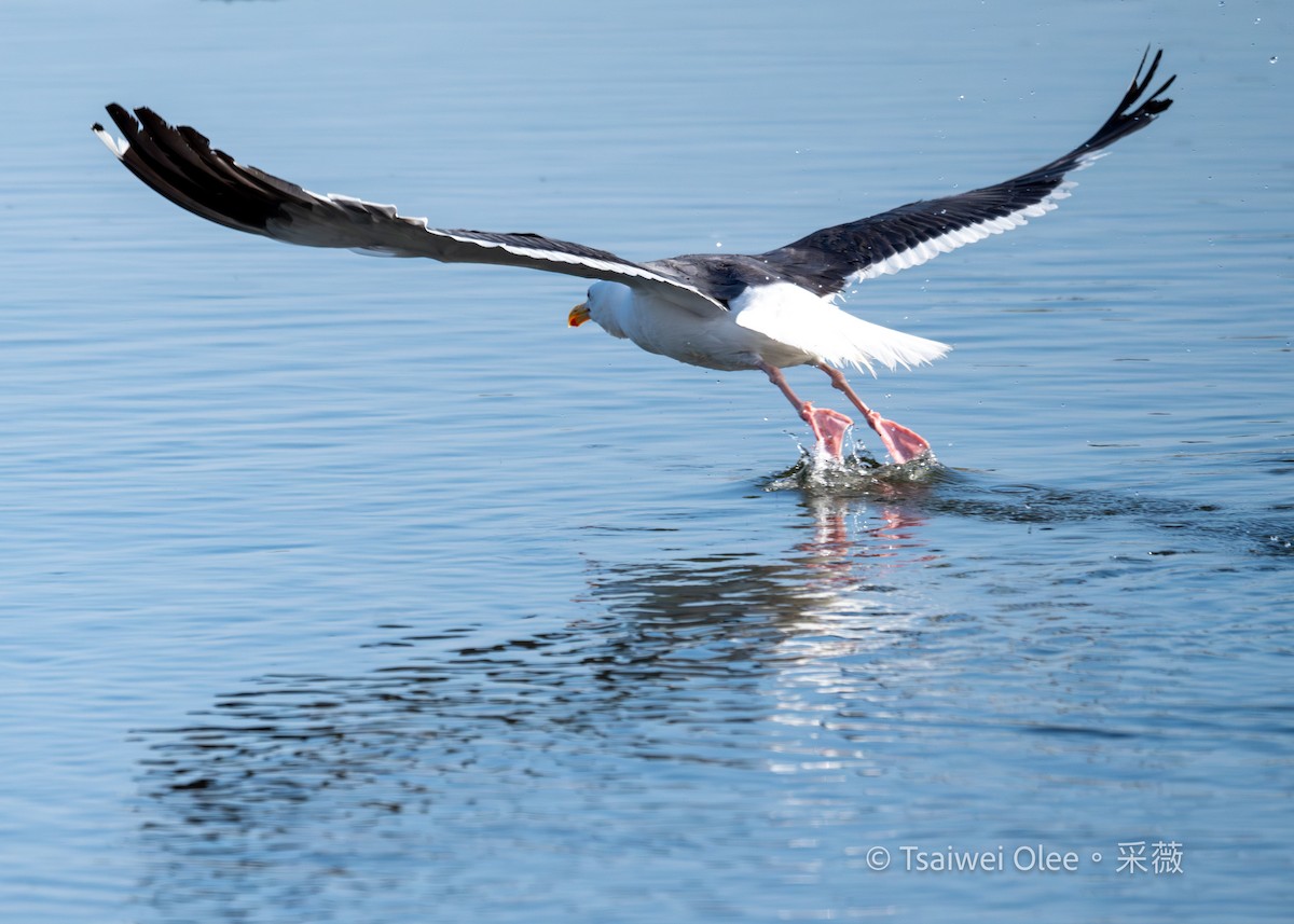 Western Gull - ML622151345