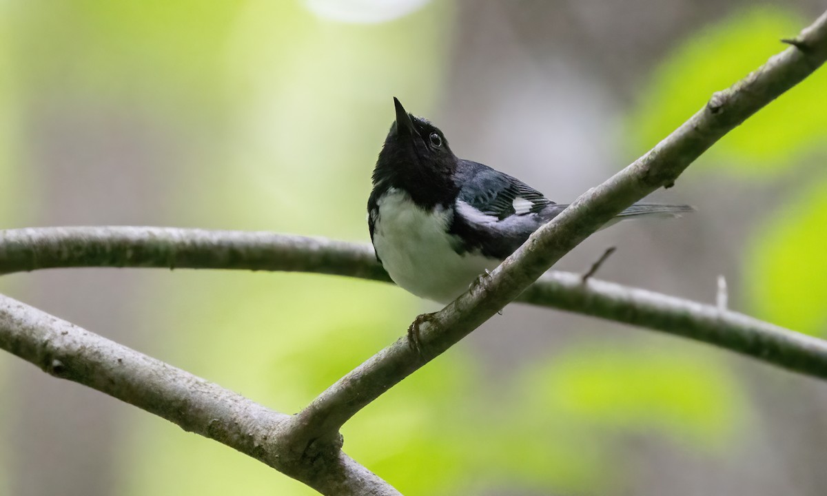 Black-throated Blue Warbler - ML622151347