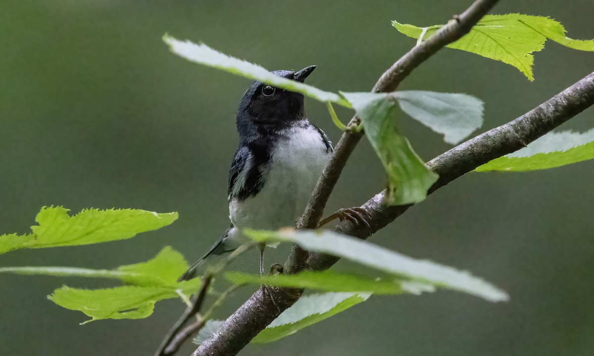 Black-throated Blue Warbler - ML622151348