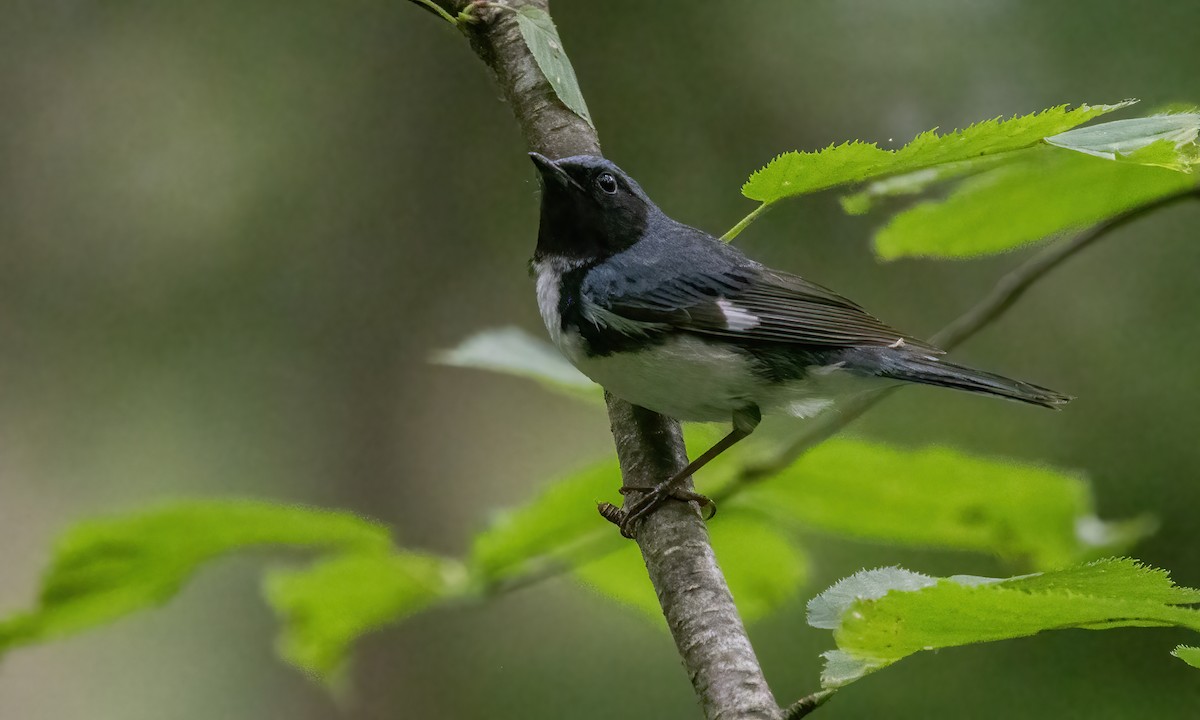 Black-throated Blue Warbler - ML622151349