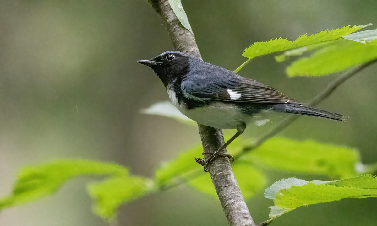 Black-throated Blue Warbler - ML622151350