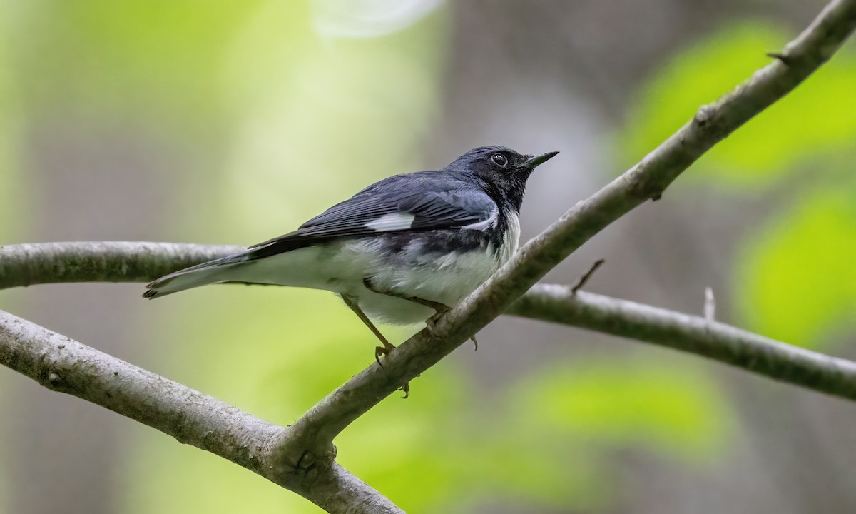 Black-throated Blue Warbler - ML622151351