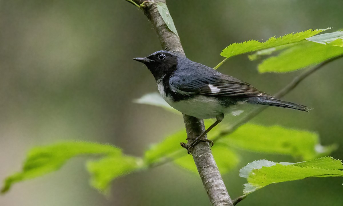 Black-throated Blue Warbler - ML622151352